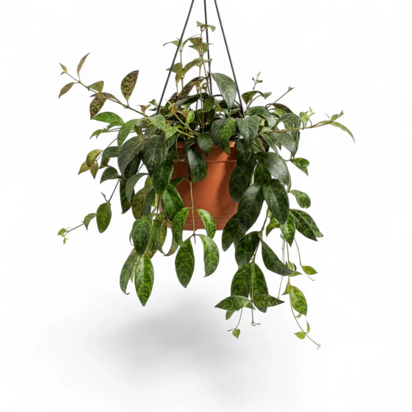 Aeschynanthus marmoratus im Kulturtopf.