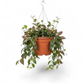 Aeschynanthus marmoratus im Kulturtopf.