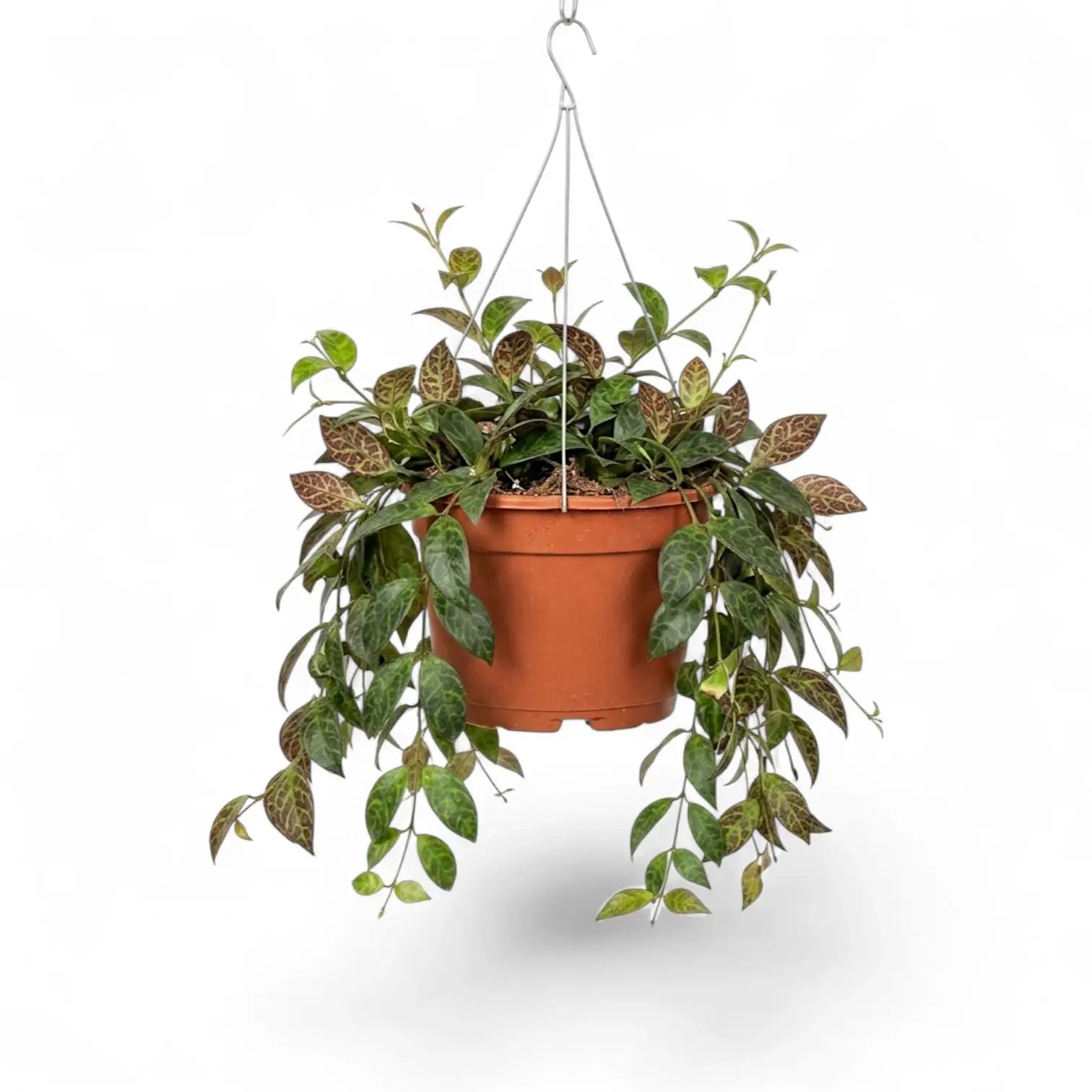 Aeschynanthus marmoratus im Kulturtopf.