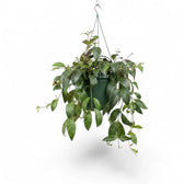 Aeschynanthus marmoratus im Kulturtopf.