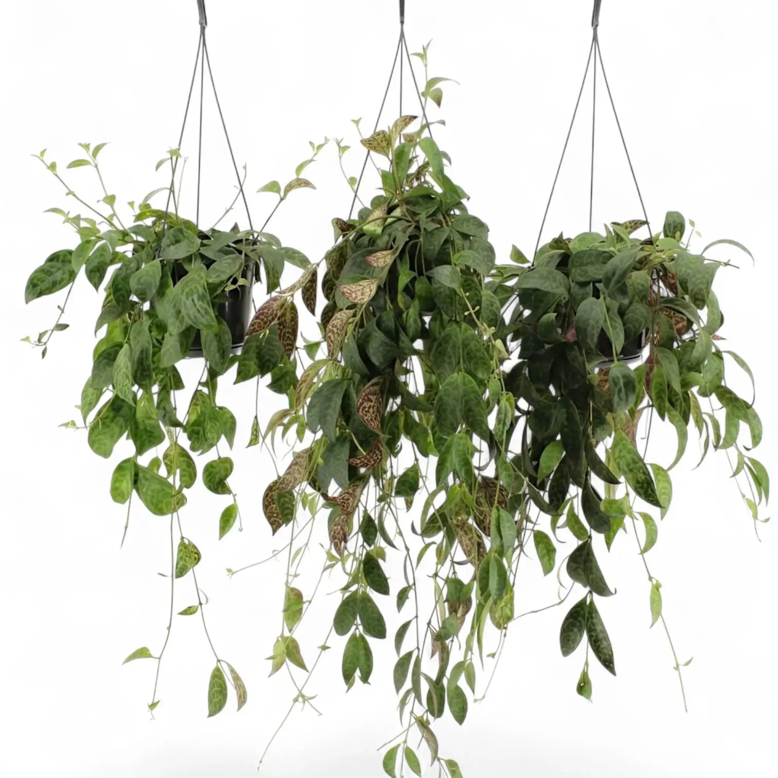 Aeschynanthus marmoratus im Kulturtopf.