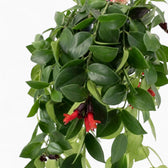 Aeschynanthus ‘Mona Lisa’ trailing foliage with red tubular flowers
