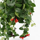 Aeschynanthus ‘Mona Lisa’ trailing foliage with red tubular flowers