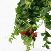 Aeschynanthus ‘Mona Lisa’ trailing foliage with red tubular flowers