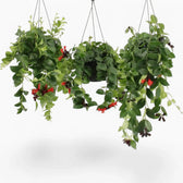 Aeschynanthus ‘Mona Lisa’ trailing plant with glossy green foliage