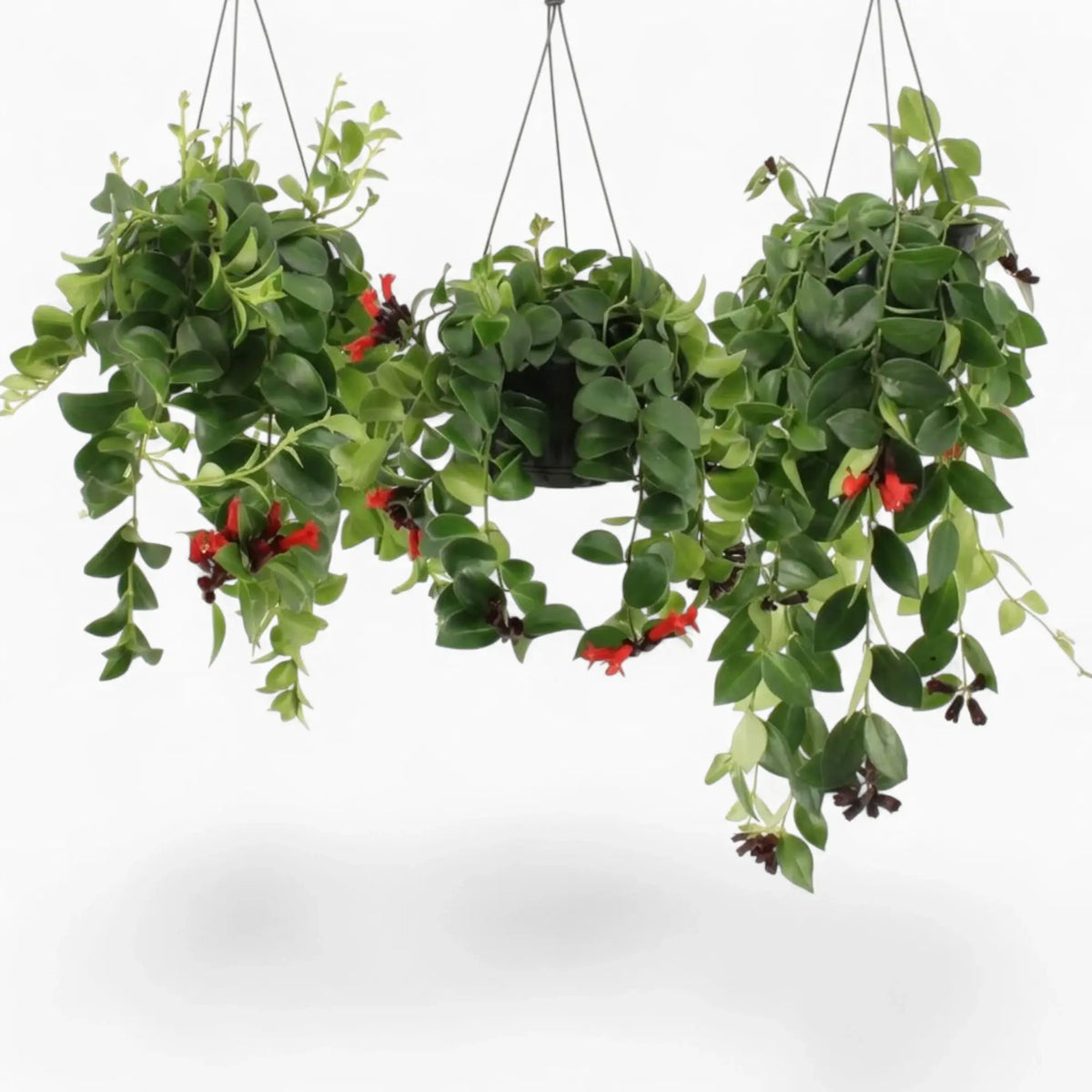 Aeschynanthus ‘Mona Lisa’ trailing plant with glossy green foliage