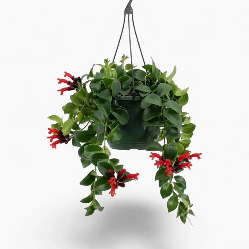 Aeschynanthus ‘Mona Lisa’ mit hängenden Trieben und glänzend grünen Blättern