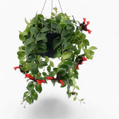 Aeschynanthus ‘Mona Lisa’ trailing plant with glossy green foliage