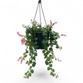 Aeschynanthus ‘Pink Polka’ with multiple trailing stems carrying paired rounded green leaves
