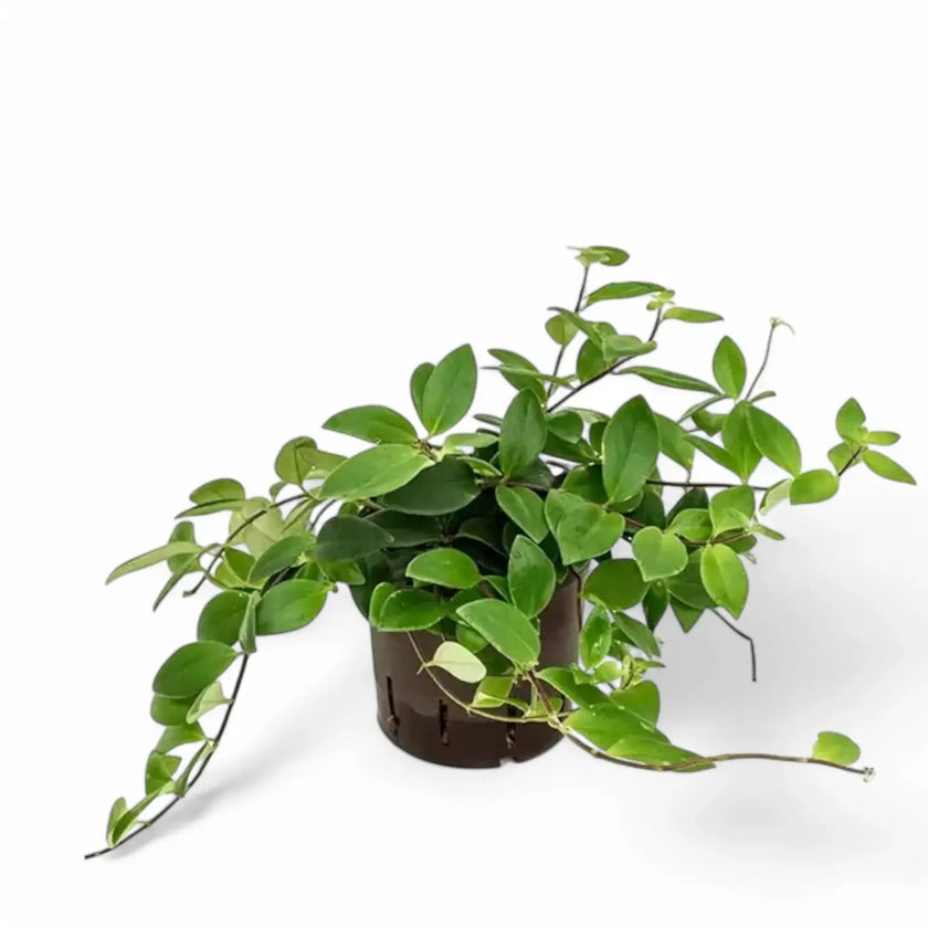 Aeschynanthus pulcher potted plant in nursery pot on white background.