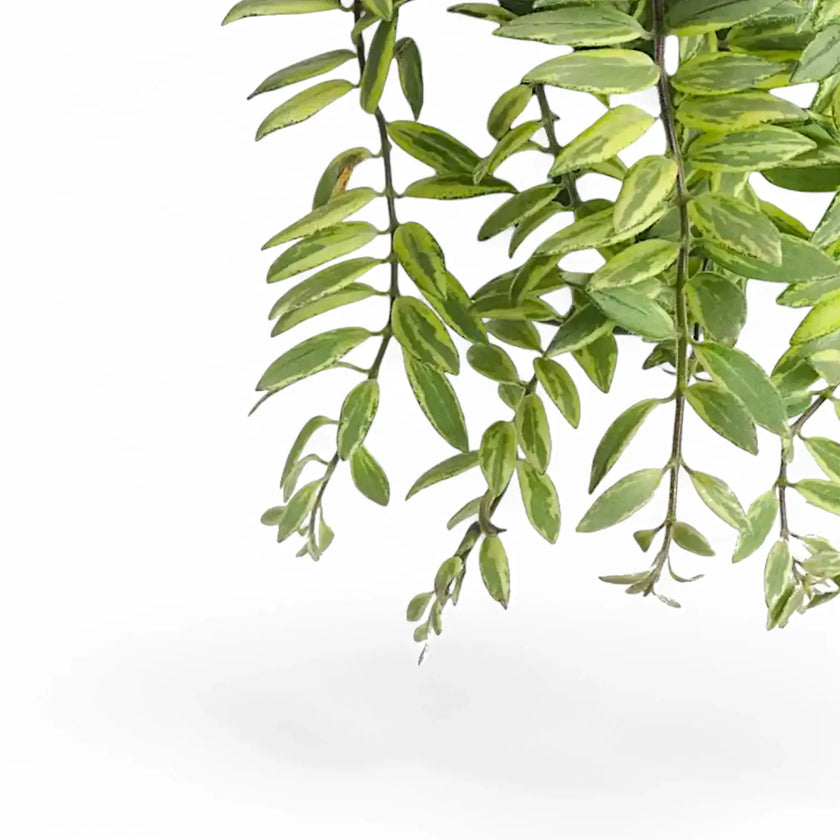 Aeschynanthus radicans 'Bolero Bicolour' leaf detail on white background.