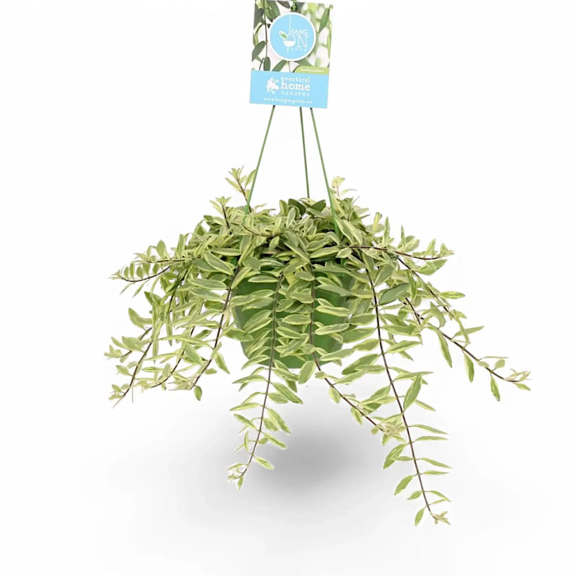 Aeschynanthus radicans 'Bolero Bicolour' potted plant in nursery pot on white background.