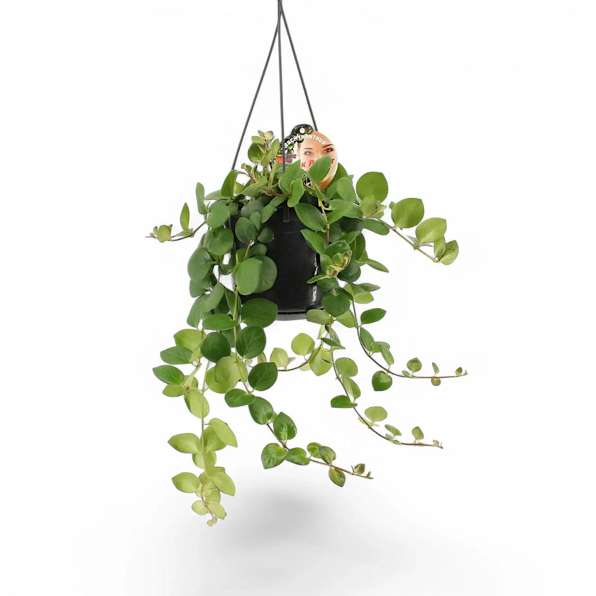 Aeschynanthus radicans ‘Pink Polka’ potted plant in nursery pot on white background.