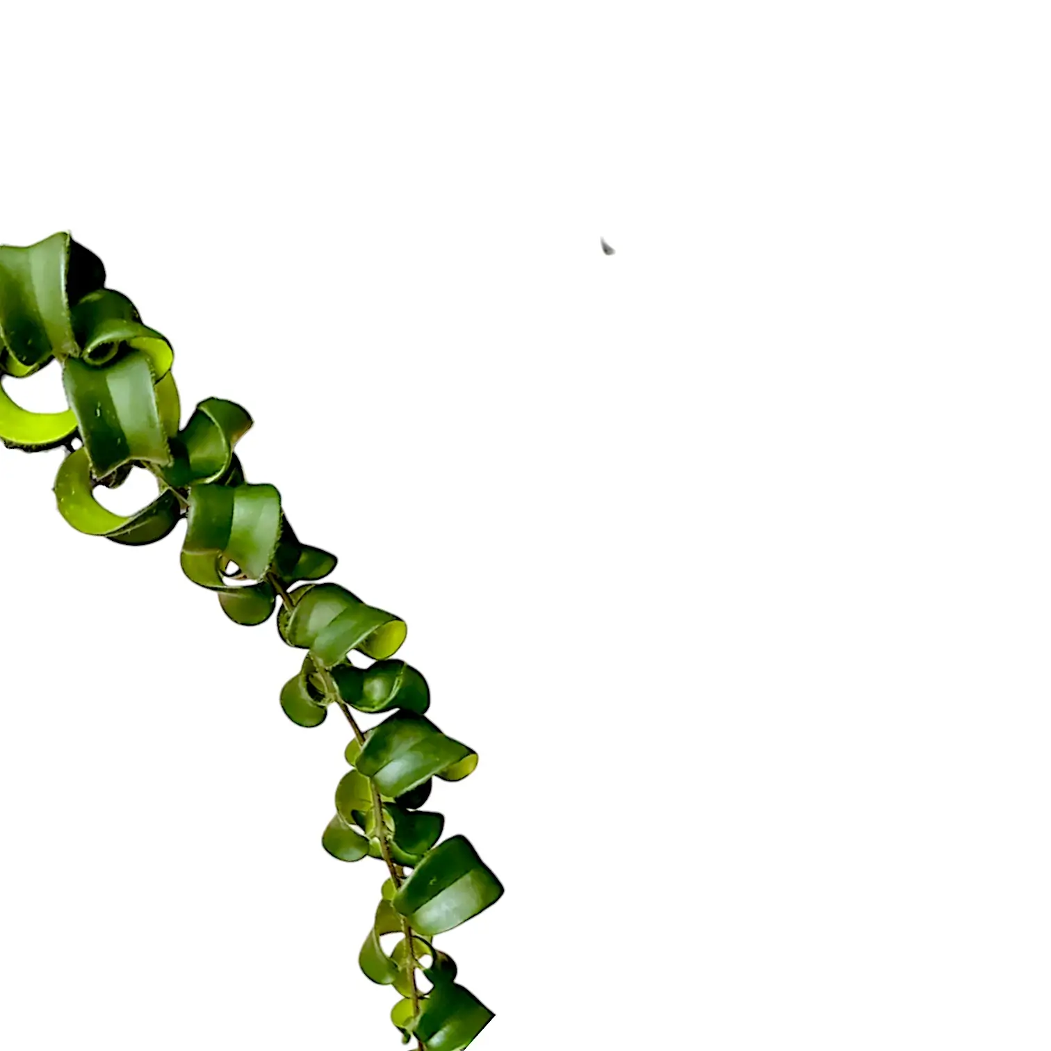 Aeschynanthus 'Rasta' leaf close-up on white background.