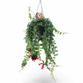 Aeschynanthus 'Rasta' potted plant in nursery pot on white background.