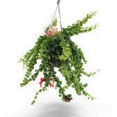 Aeschynanthus 'Rasta' potted plant in nursery pot on white background.
