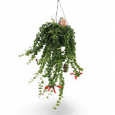 Aeschynanthus 'Rasta' potted plant in nursery pot on white background.