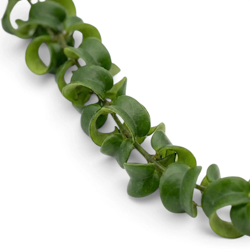 Close-up of Aeschynanthus ‘Rasta’ curled green leaves