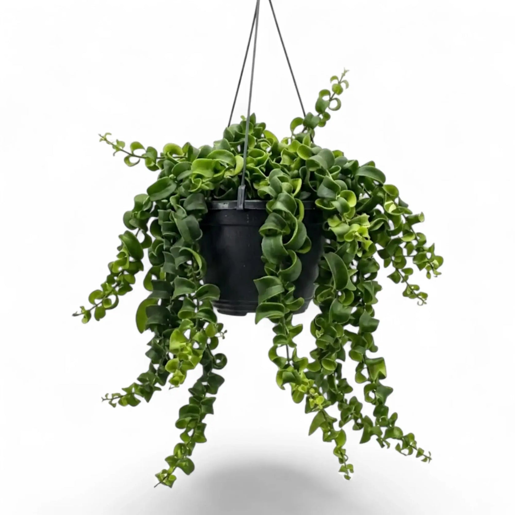 Aeschynanthus ‘Rasta’ als Hängepflanze mit überhängenden Trieben und eingerollten grünen Blättern