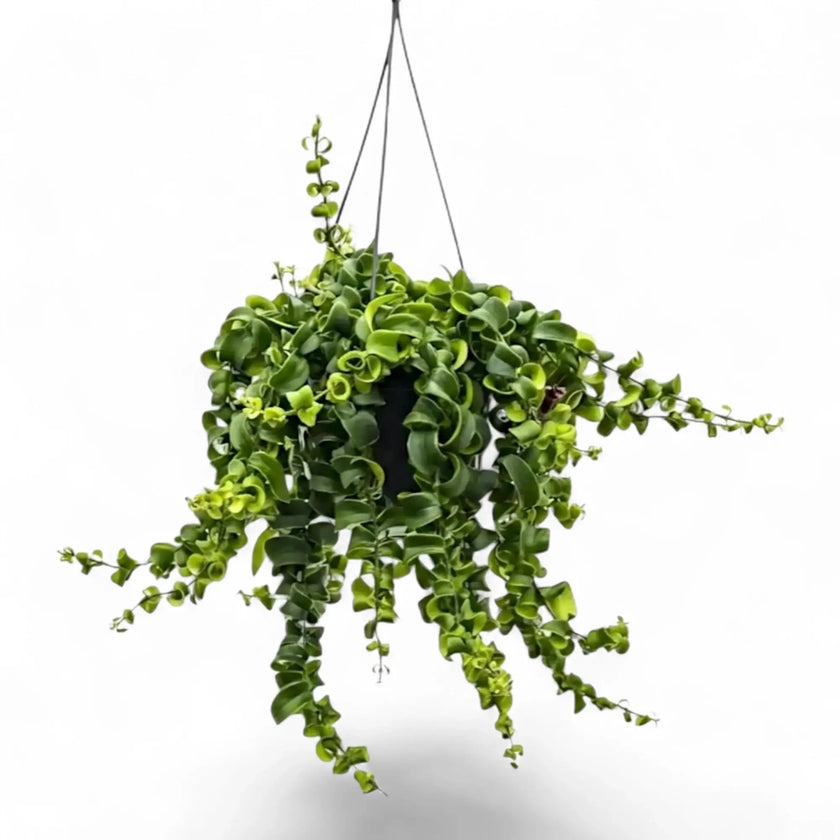 Aeschynanthus ‘Rasta’ hanging plant with trailing stems and curled green leaves