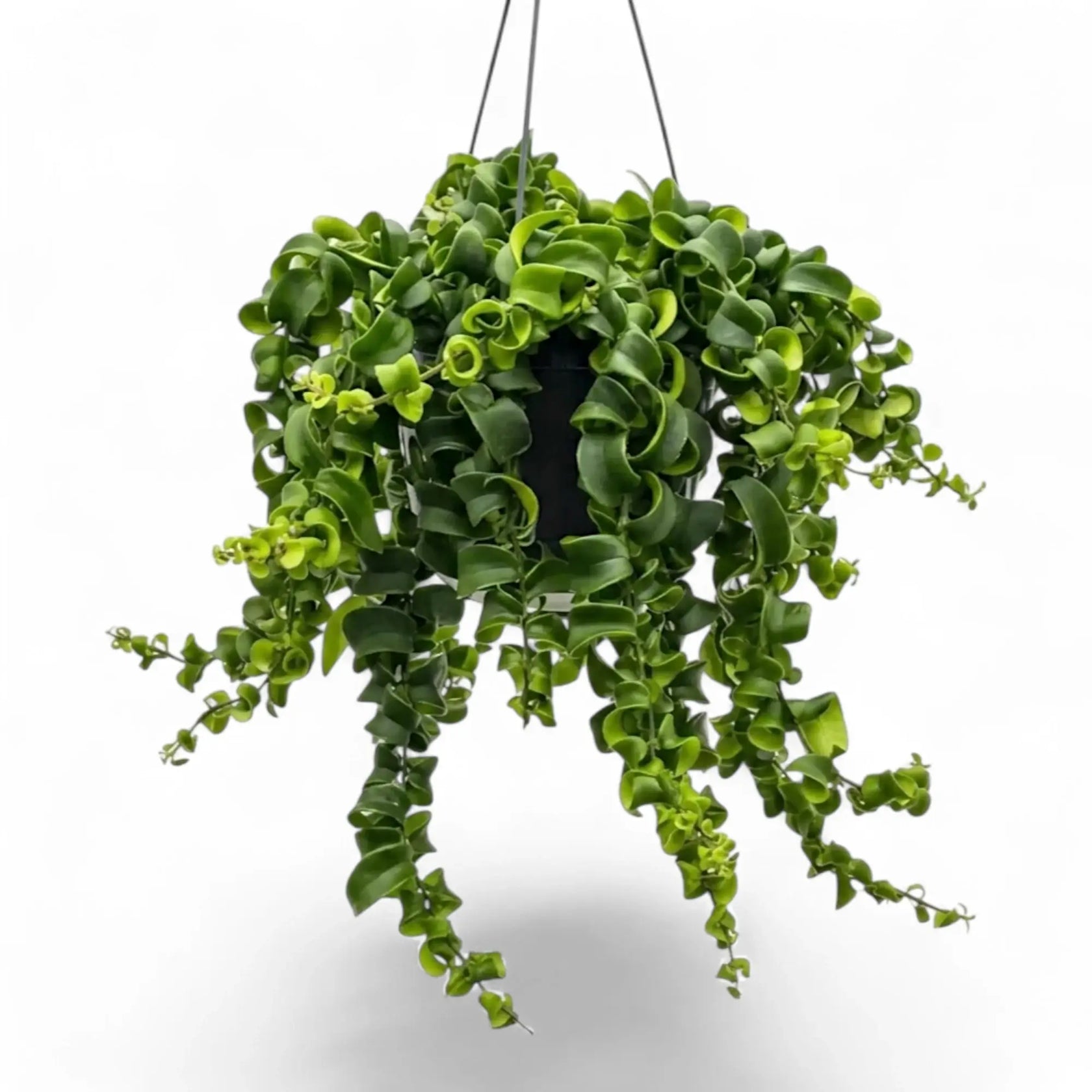 Aeschynanthus ‘Rasta’ als Hängepflanze mit überhängenden Trieben und eingerollten grünen Blättern