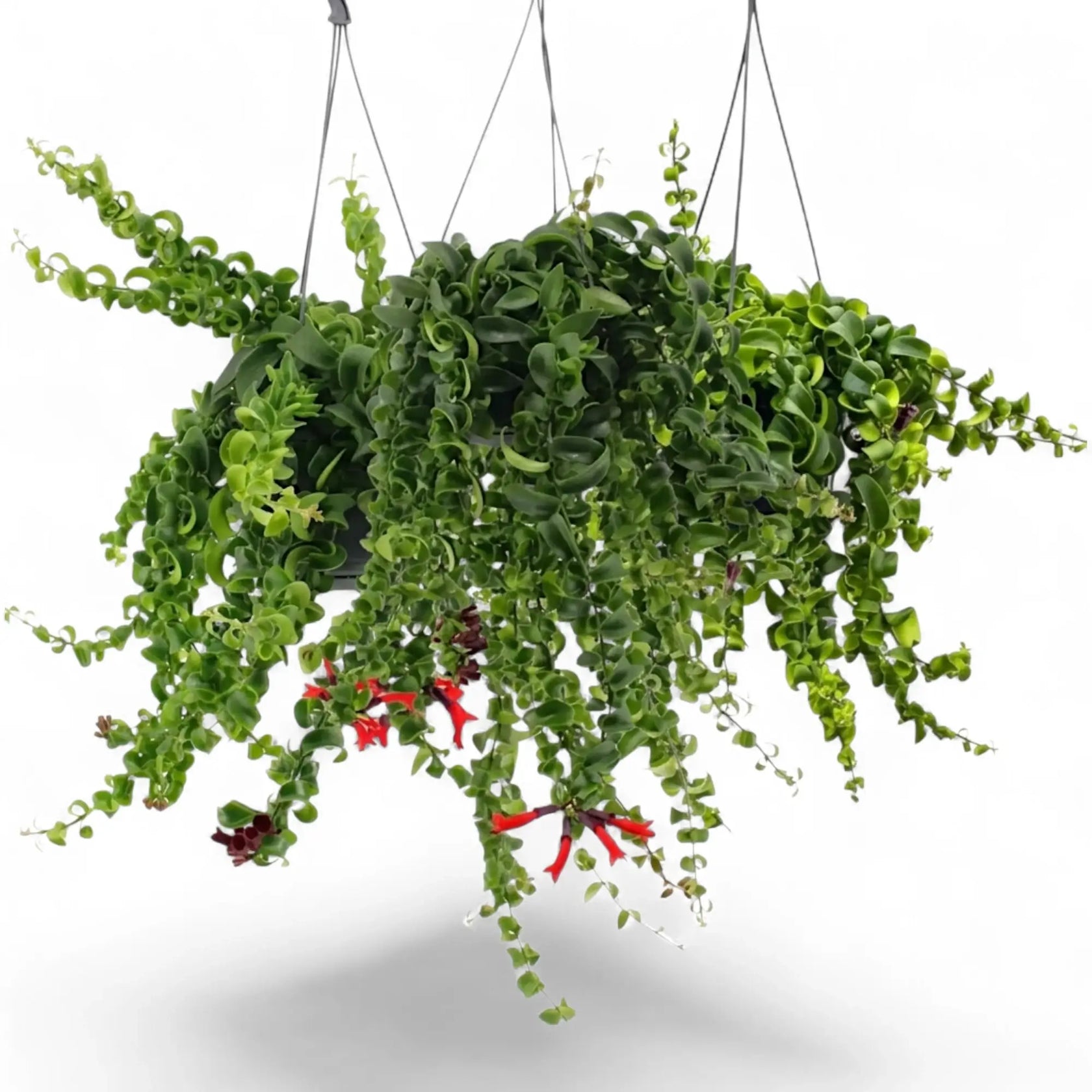 Aeschynanthus ‘Rasta’ als Hängepflanze mit überhängenden Trieben und eingerollten grünen Blättern