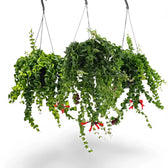 Aeschynanthus ‘Rasta’ als Hängepflanze mit überhängenden Trieben und eingerollten grünen Blättern