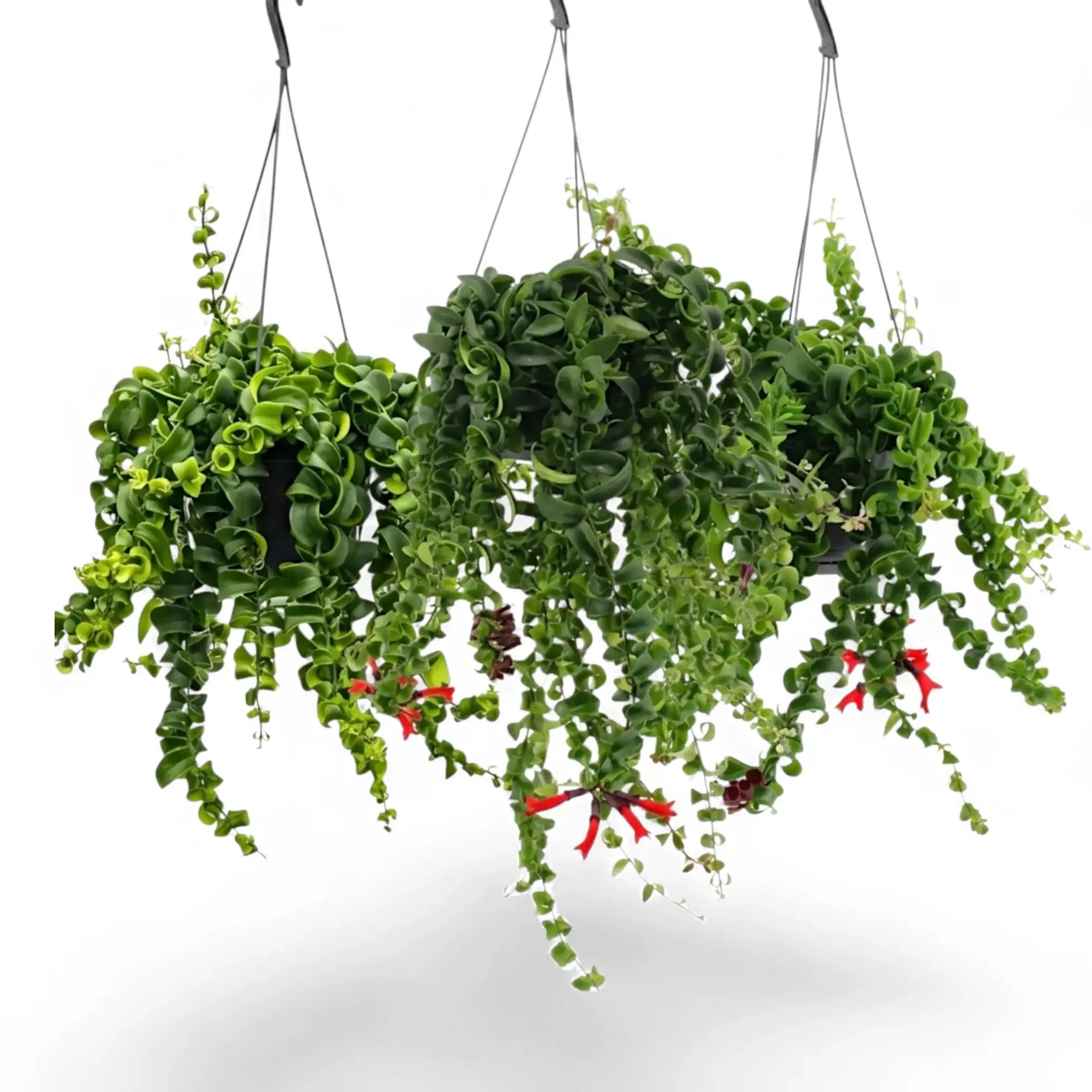 Aeschynanthus ‘Rasta’ als Hängepflanze mit überhängenden Trieben und eingerollten grünen Blättern