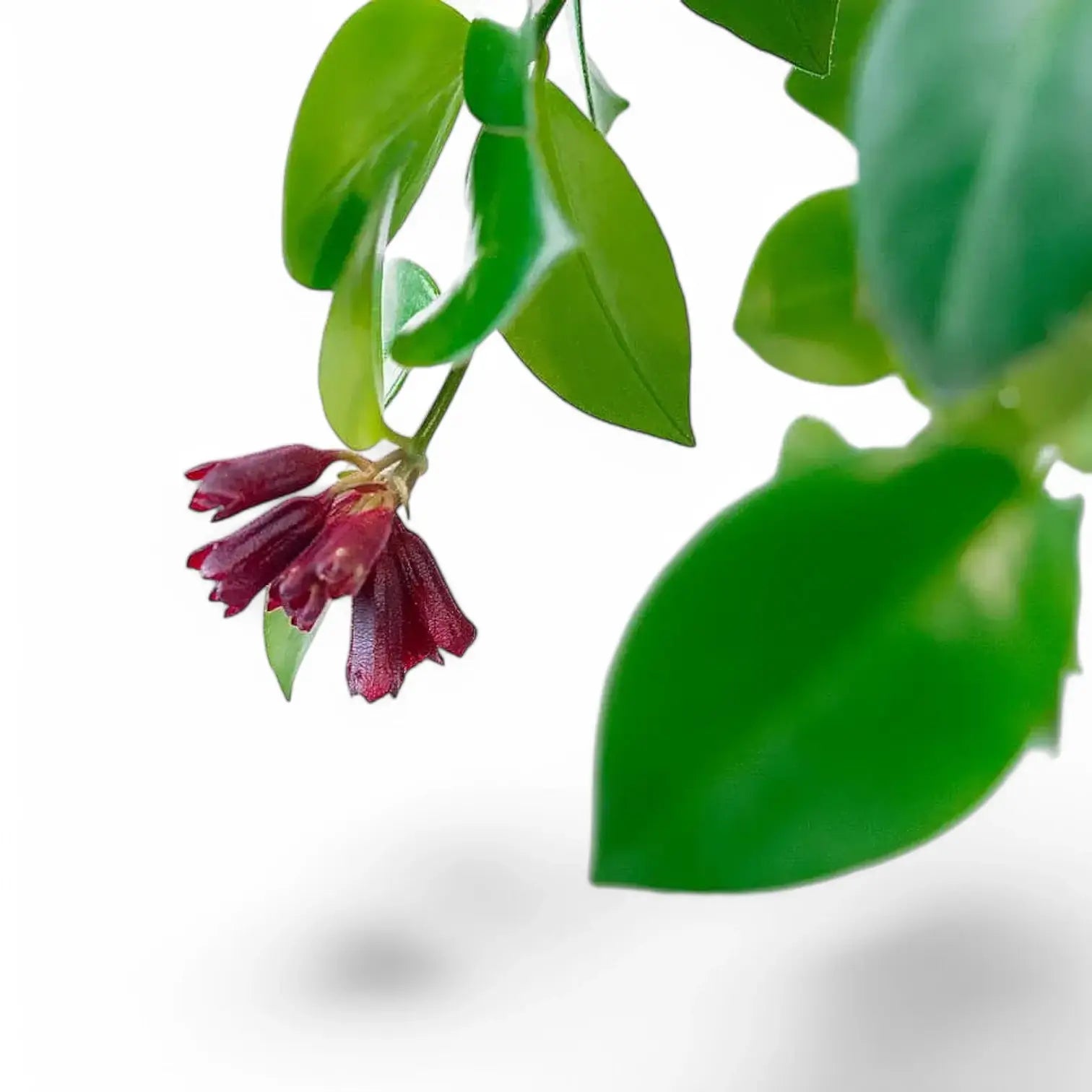 Aeschynanthus speciosus 'Mona Lisa' leaf detail on white background.