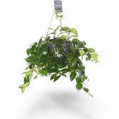 Aeschynanthus speciosus 'Mona Lisa' potted plant in nursery pot on white background.