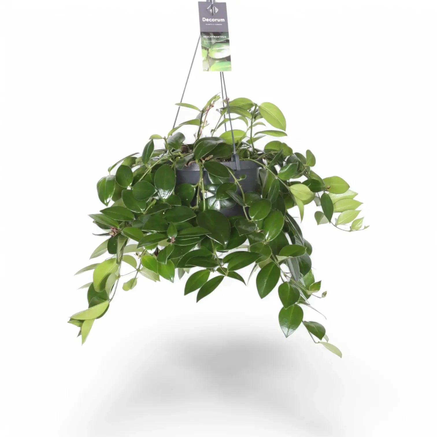 Aeschynanthus speciosus 'Mona Lisa' potted plant in nursery pot on white background.