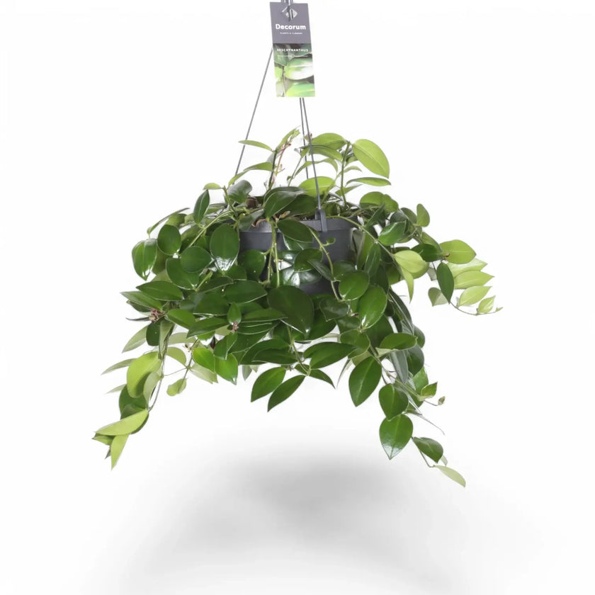 Aeschynanthus speciosus 'Mona Lisa' potted plant in nursery pot on white background.