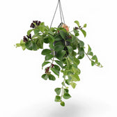 Aeschynanthus speciosus 'Mona Lisa' potted plant in nursery pot on white background.