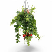 Aeschynanthus speciosus 'Mona Lisa' potted plant in nursery pot on white background.