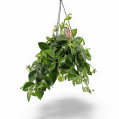 Aeschynanthus speciosus 'Mona Lisa' potted plant in nursery pot on white background.