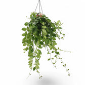 Aeschynanthus speciosus 'Mona Lisa' potted plant in nursery pot on white background.