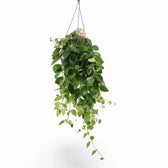 Aeschynanthus speciosus 'Mona Lisa' potted plant in nursery pot on white background.