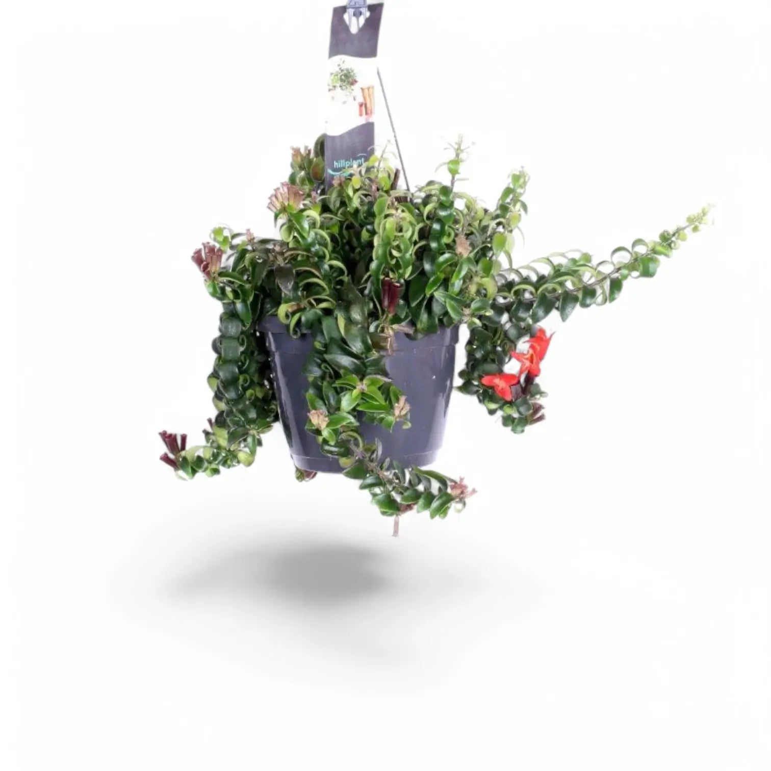Aeschynanthus 'Swing' potted plant in nursery pot on white background.