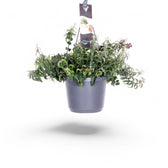 Aeschynanthus 'Swing' potted plant in nursery pot on white background.