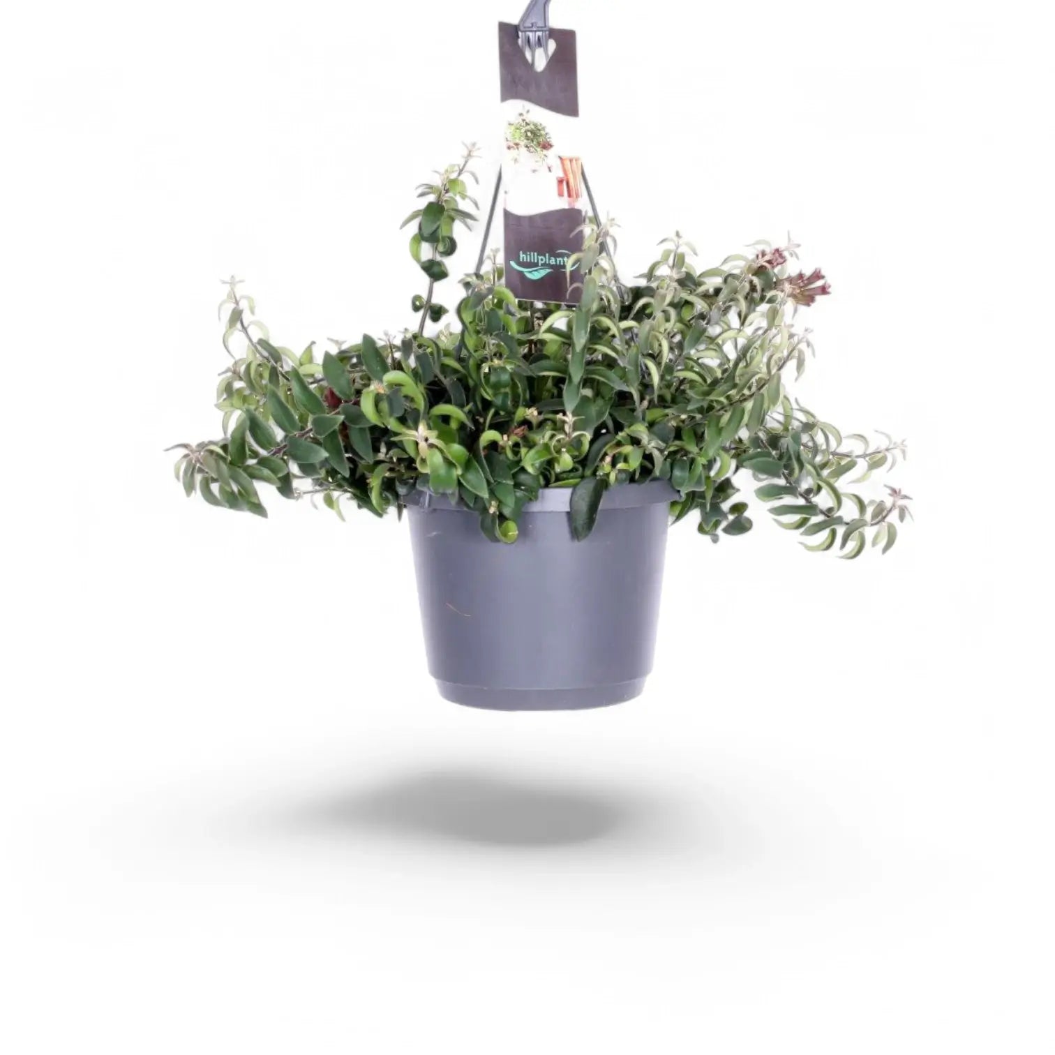 Aeschynanthus 'Swing' potted plant in nursery pot on white background.