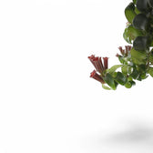 Aeschynanthus 'Swing' potted plant in nursery pot on white background.