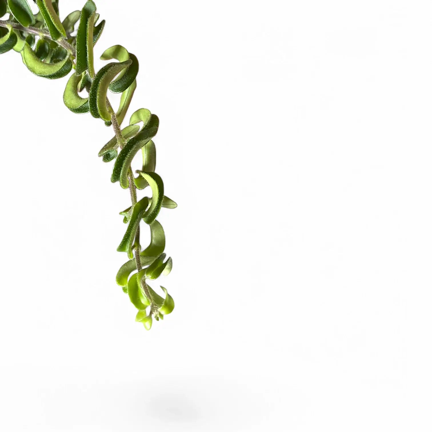 Aeschynanthus 'Twister' close-up of leaf on white background.