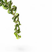 Aeschynanthus 'Twister' – Blattdetail vor weißem Hintergrund..