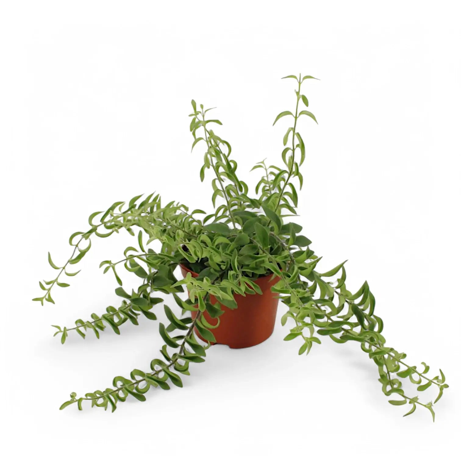 Aeschynanthus 'Twister' potted plant in nursery pot on white background.
