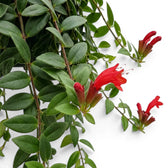 Blätter und rote Blüten von Aeschynanthus 'Japhrolepis' in Nahaufnahme.