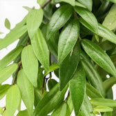 Blätter von Aeschynanthus 'Japhrolepis' in Nahaufnahme.