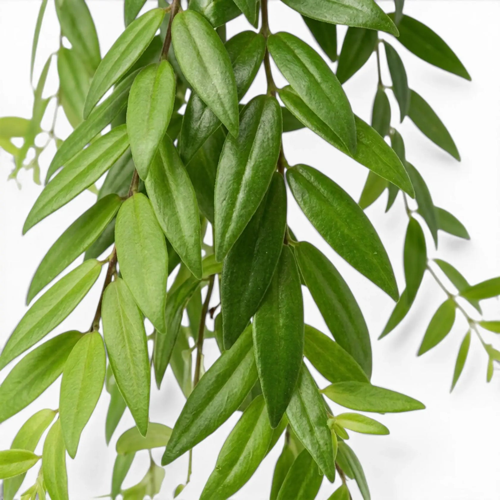 Blätter von Aeschynanthus 'Japhrolepis' in Nahaufnahme.