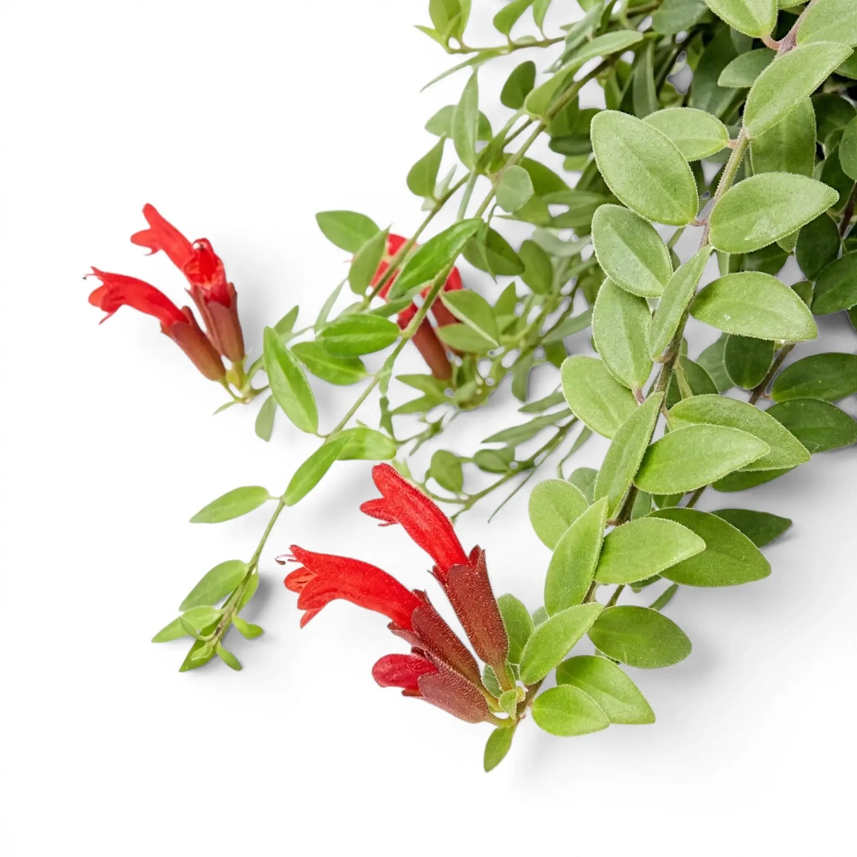 Blätter und Blüten von Aeschynanthus 'Japhrolepis' in Nahaufnahme.
