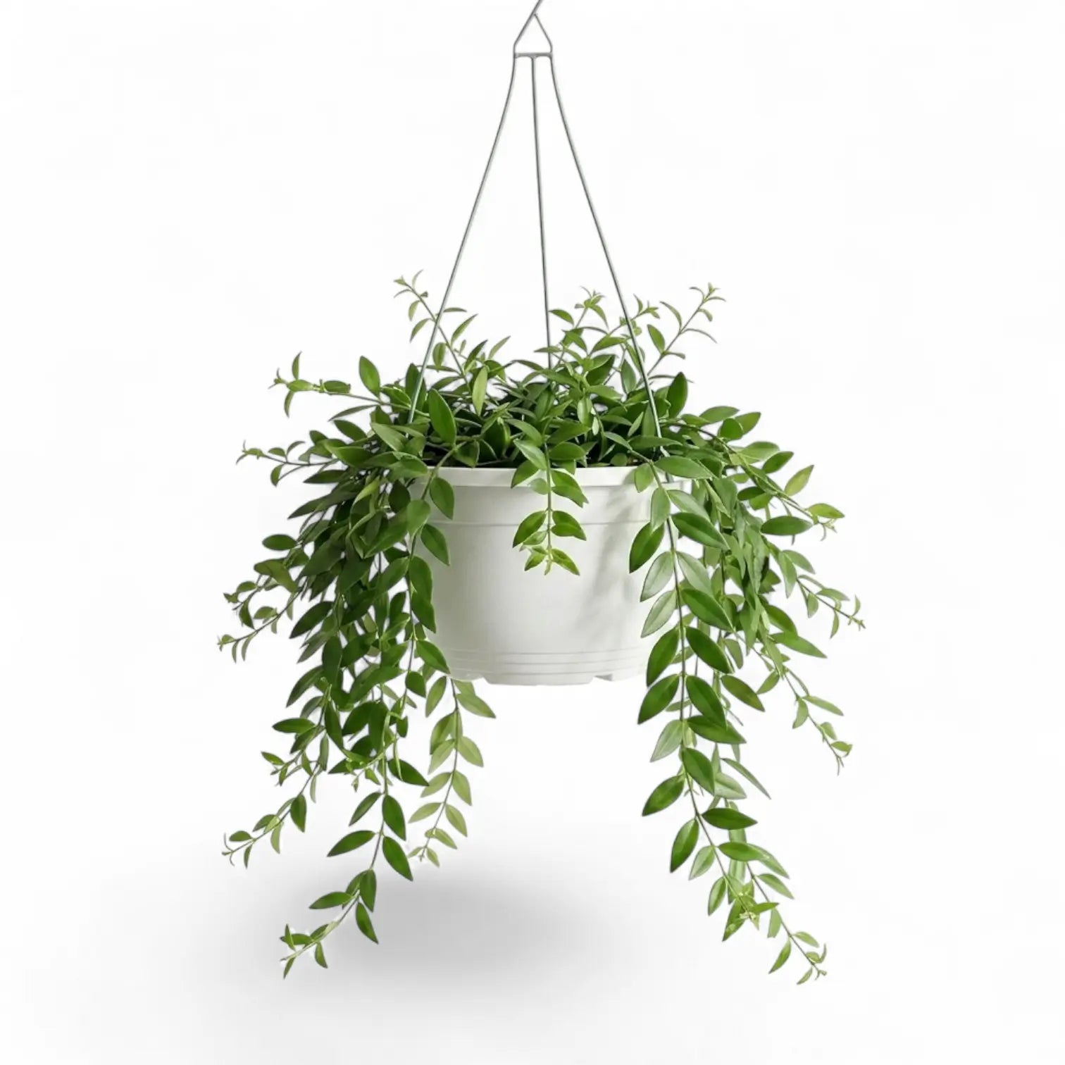 Aeschynanthus 'Japhrolepis' als Hängepflanze im Kulturtopf.