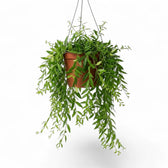 Aeschynanthus 'Japhrolepis' als Hängepflanze im Kulturtopf.